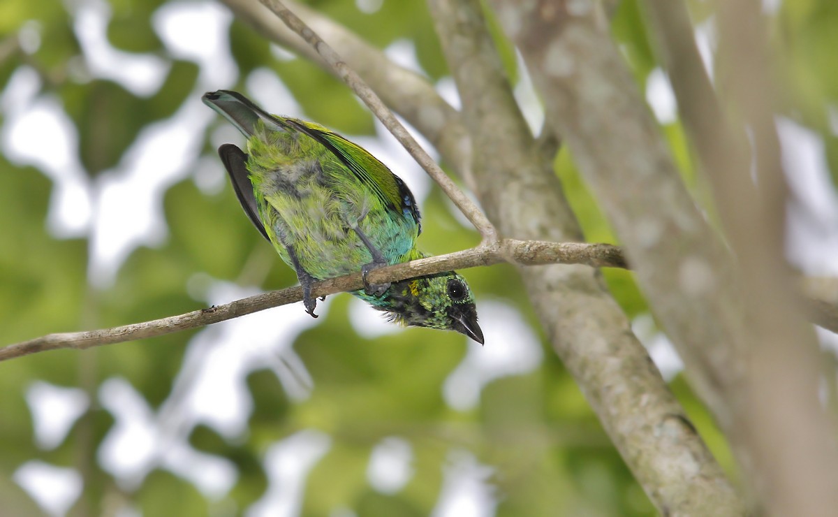 Green-headed Tanager - Adrián Braidotti