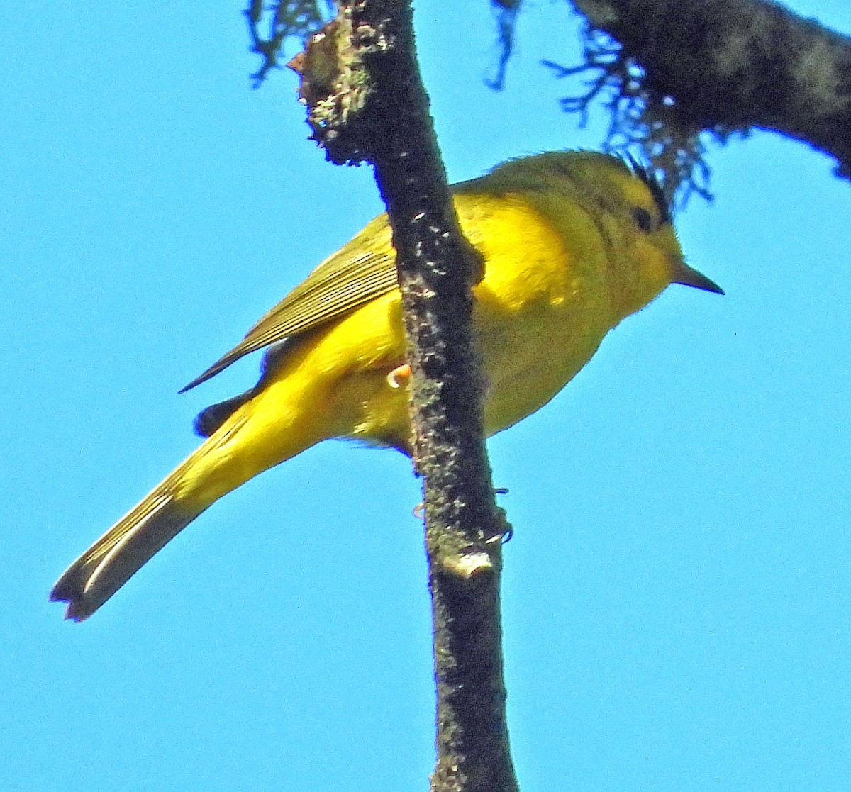Wilson's Warbler - ML619190933