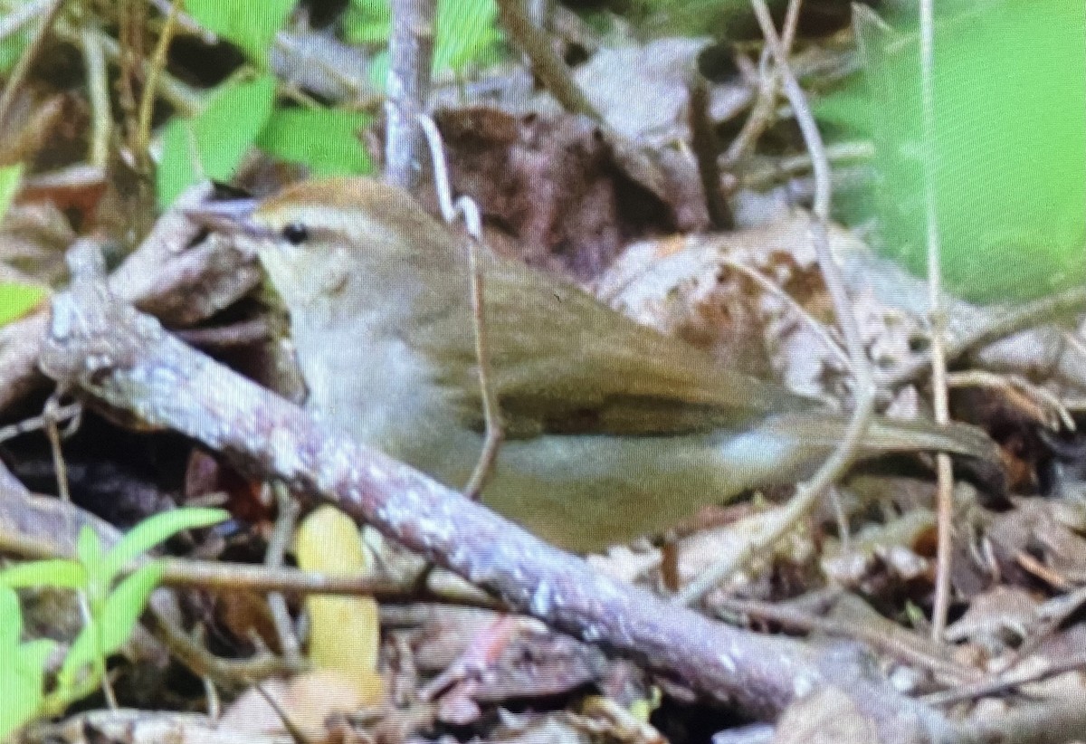 Swainson's Warbler - Neal Fitzsimmons