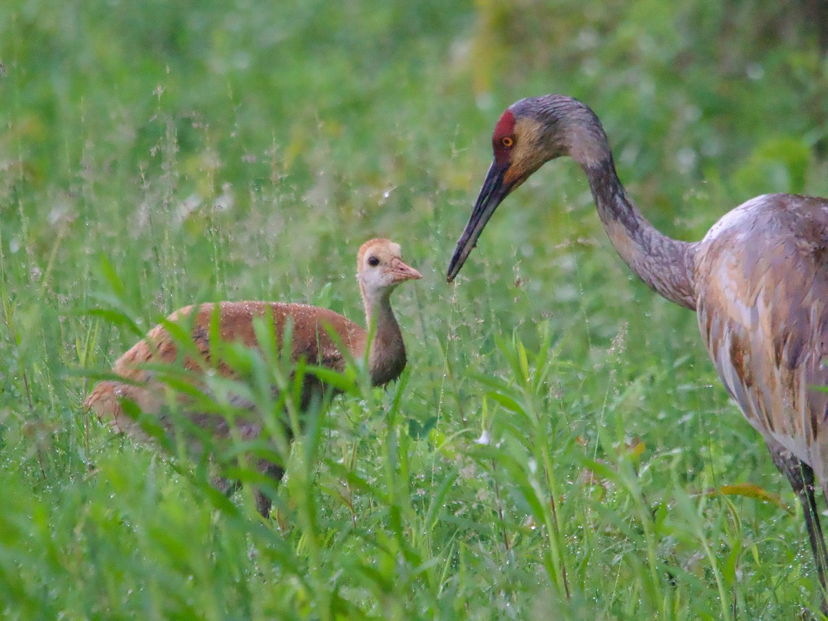 Sandhill Crane - John Felton