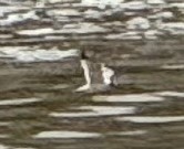 Franklin's Gull - ML619190967