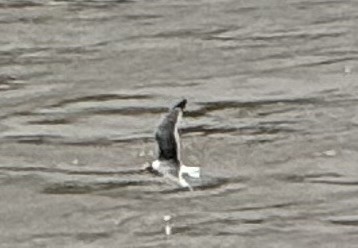 Franklin's Gull - ML619190968