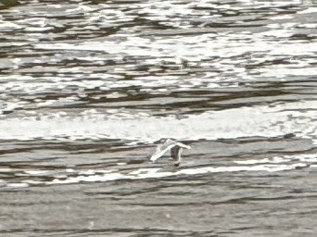 Franklin's Gull - ML619190969