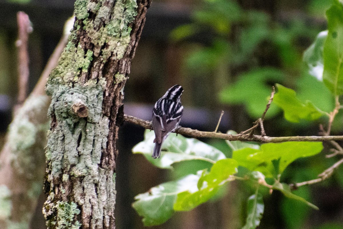 Black-and-white Warbler - Dawn S