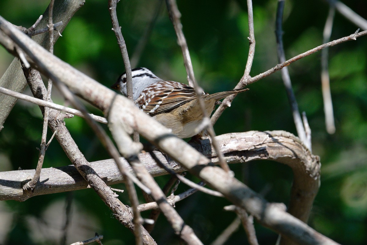 White-crowned Sparrow - ML619190978