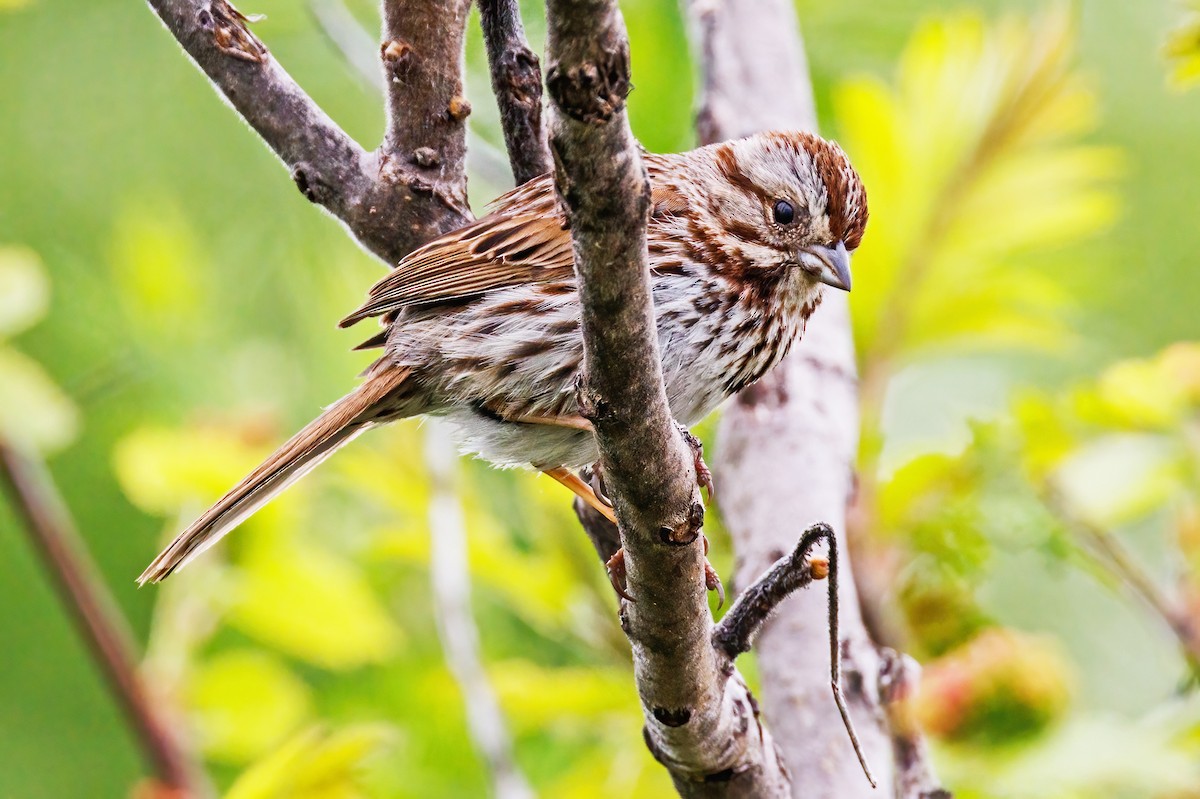 Song Sparrow - Michel Laquerre