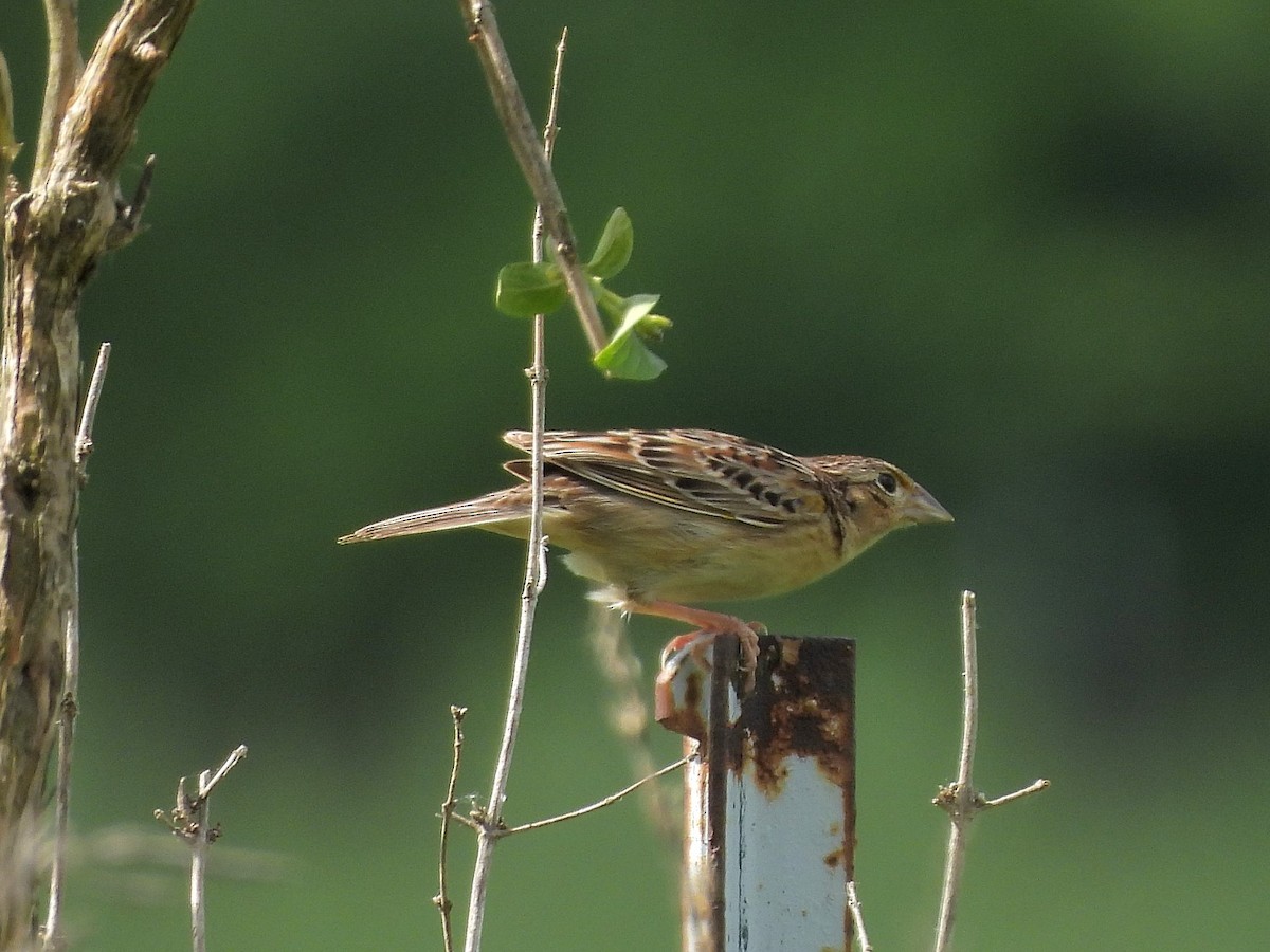 Grasshopper Sparrow - Bill Nolting