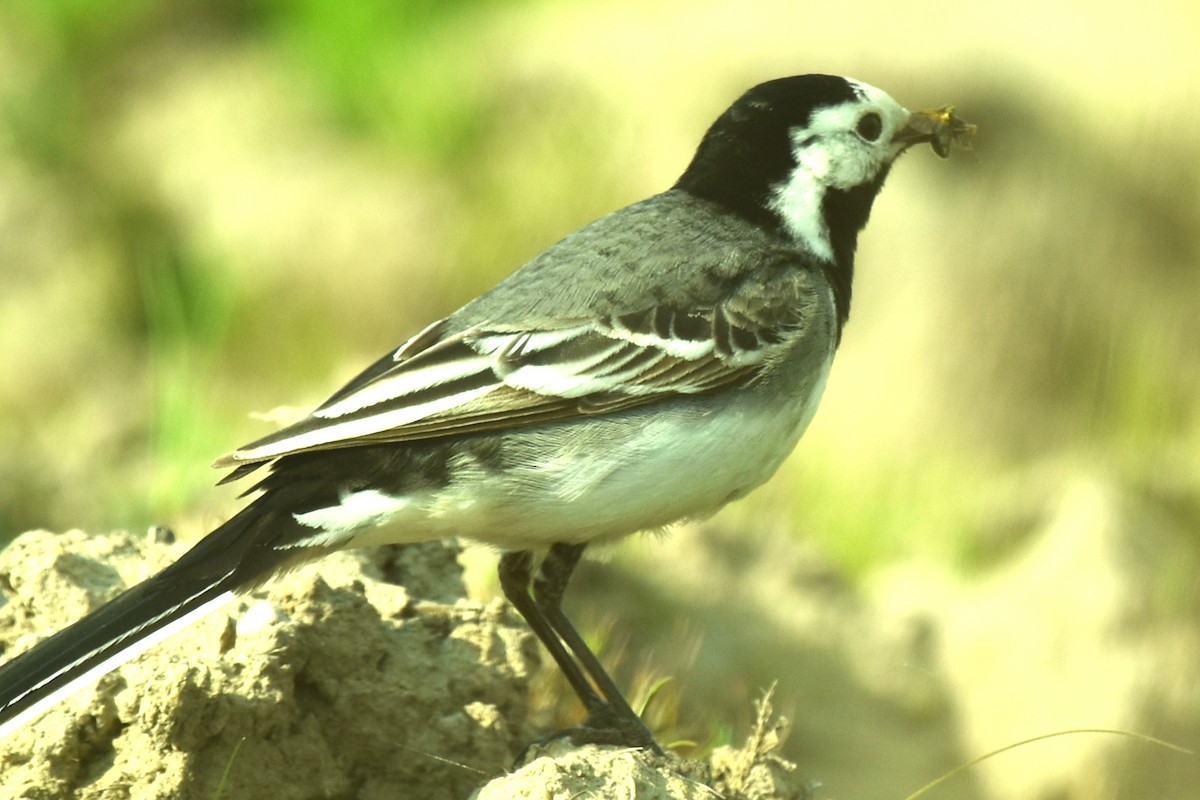 White Wagtail - Blair Whyte