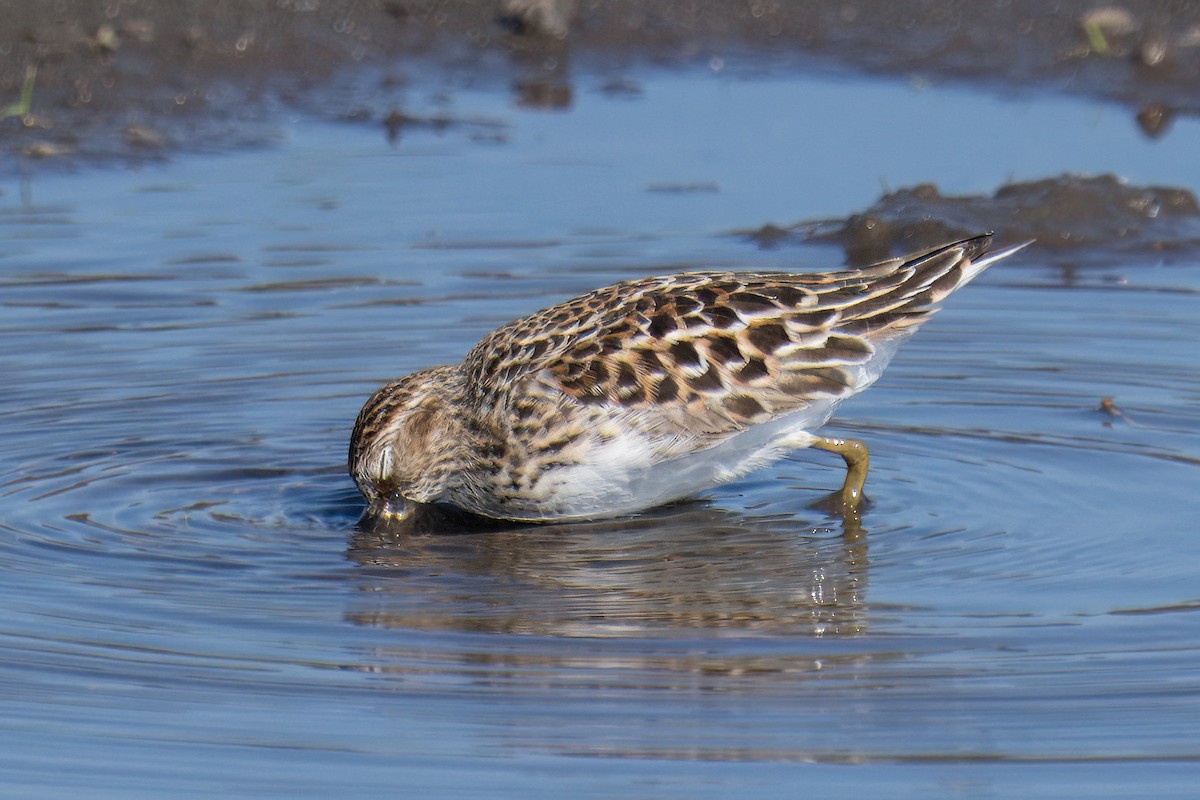 Least Sandpiper - Paco Luengo