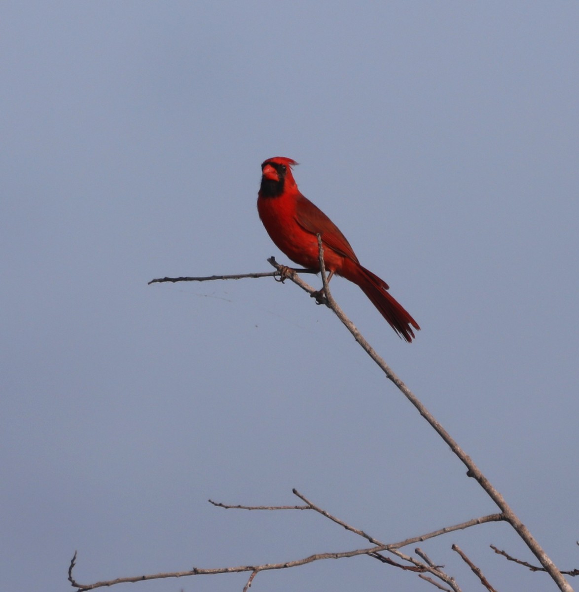 Northern Cardinal - Glenn Blaser