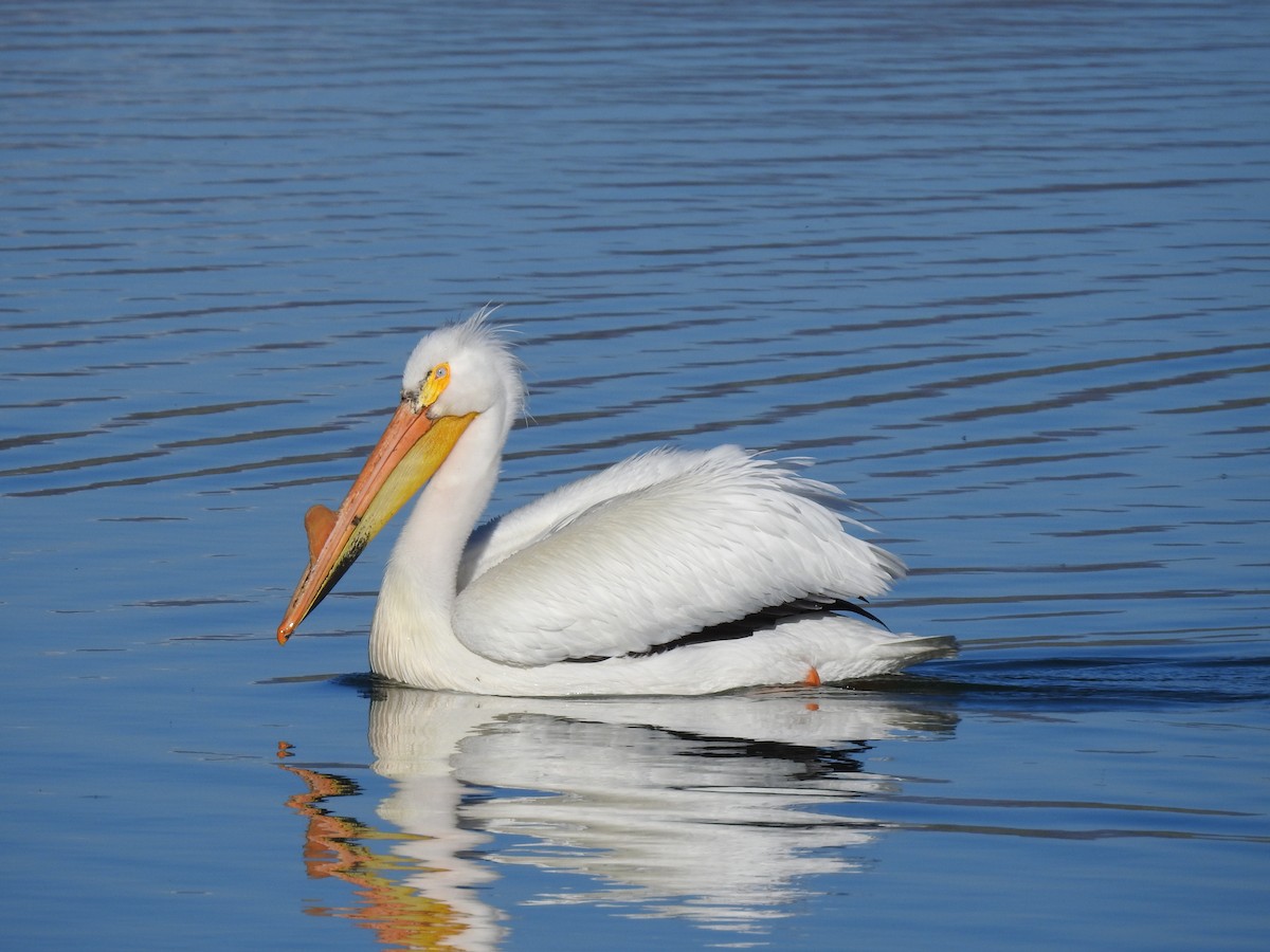 American White Pelican - Dave Farmer