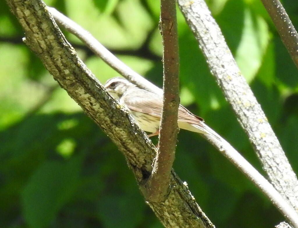 Louisiana Waterthrush - Matthew Thompson