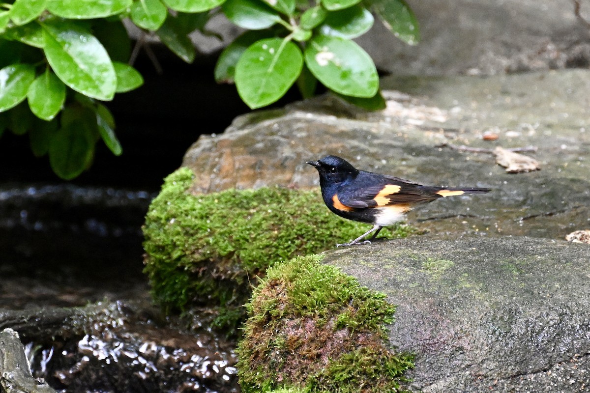 American Redstart - Pam Herbert