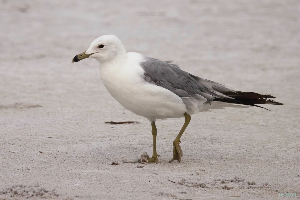 Ring-billed Gull - george quittner