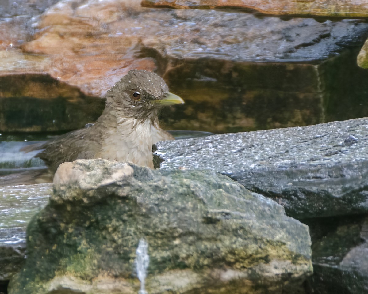 Clay-colored Thrush - Mike Stewart