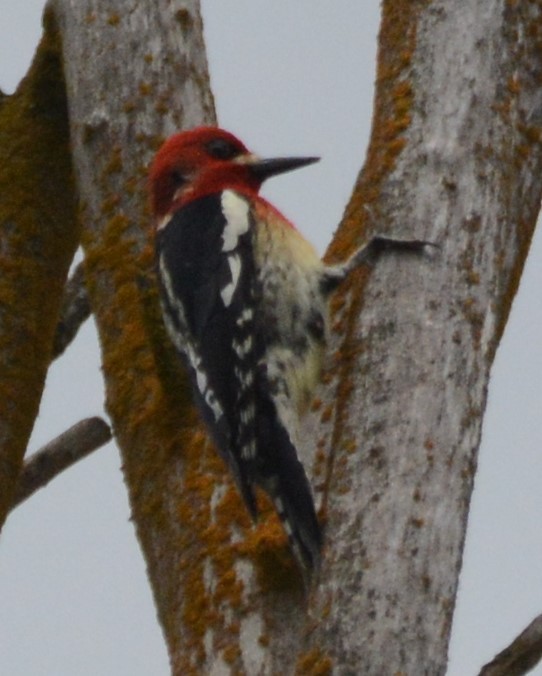 Red-breasted Sapsucker - Cathy Pasterczyk