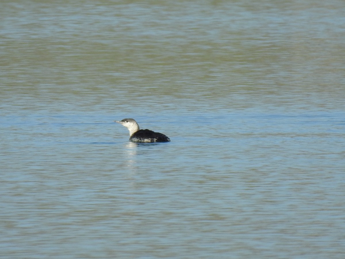 Red-throated Loon - ML619191041