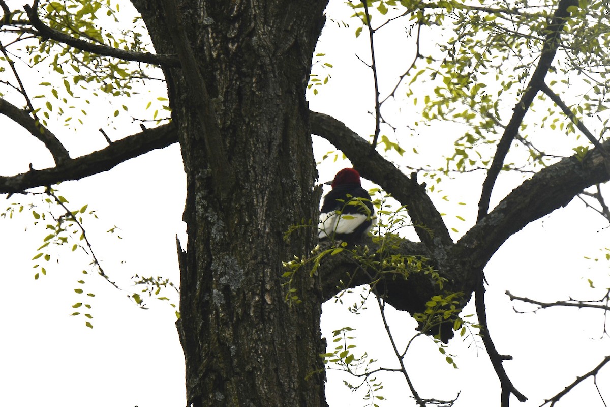 Red-headed Woodpecker - ML619191042