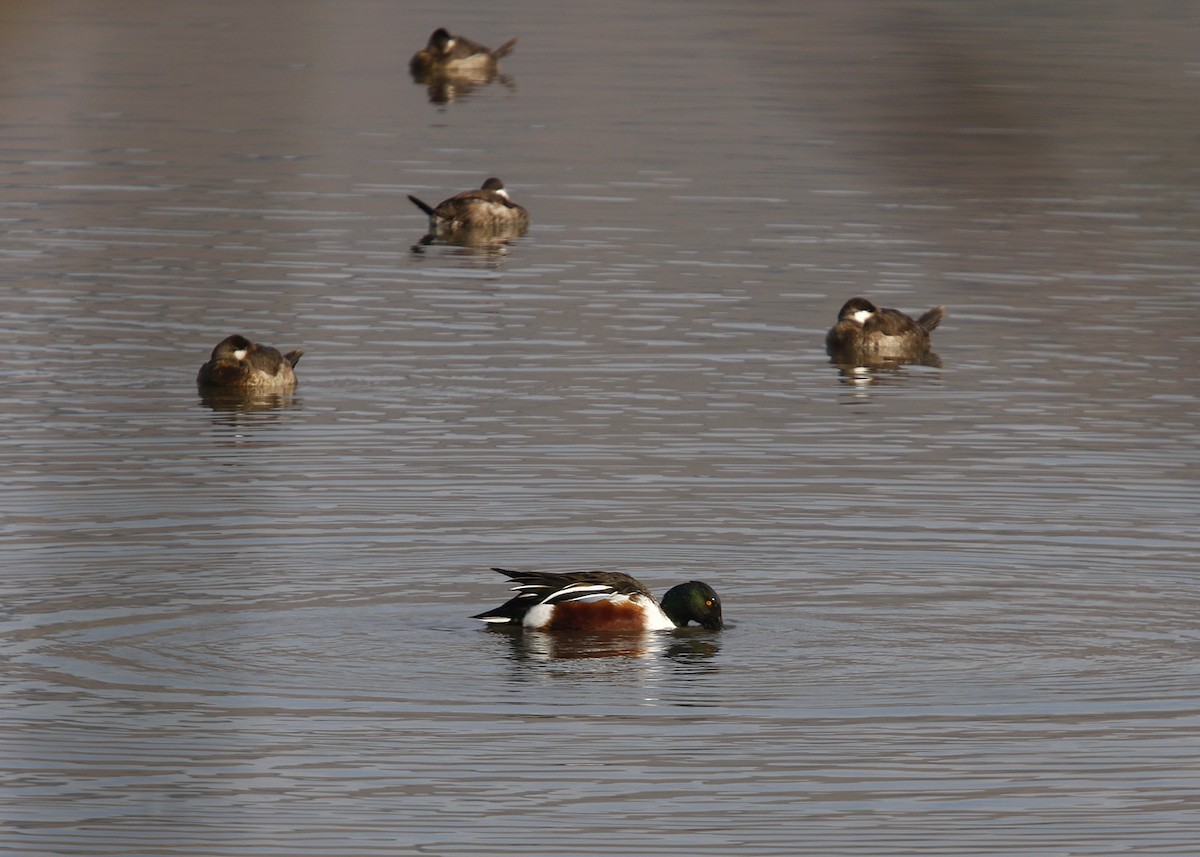 Northern Shoveler - William Clark