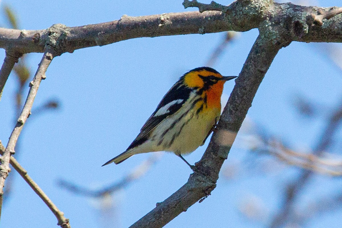 Blackburnian Warbler - Janis Grant