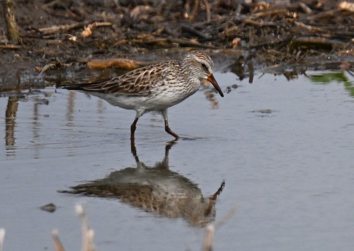 White-rumped Sandpiper - ML619191092