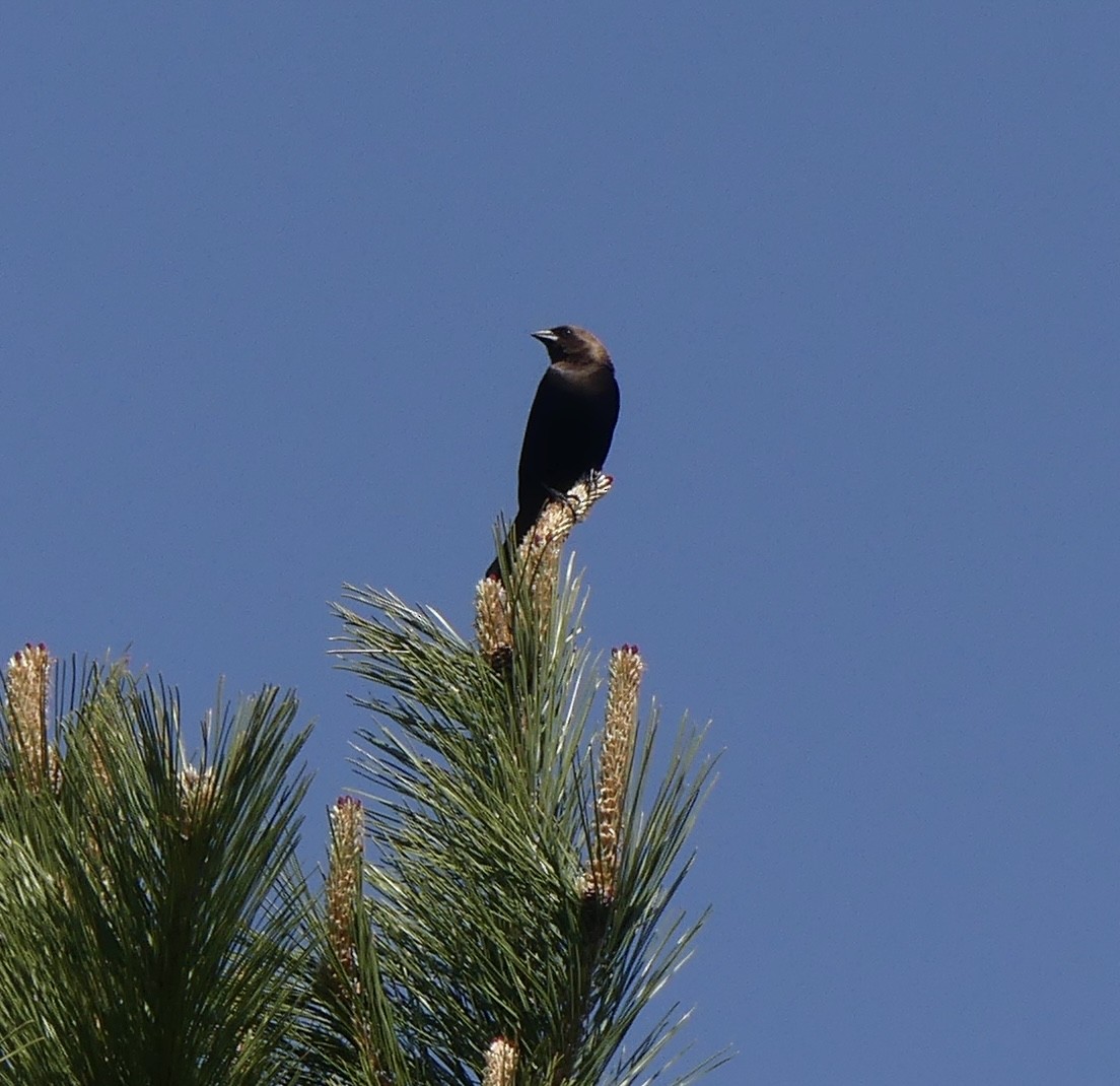 Brown-headed Cowbird - ML619191095