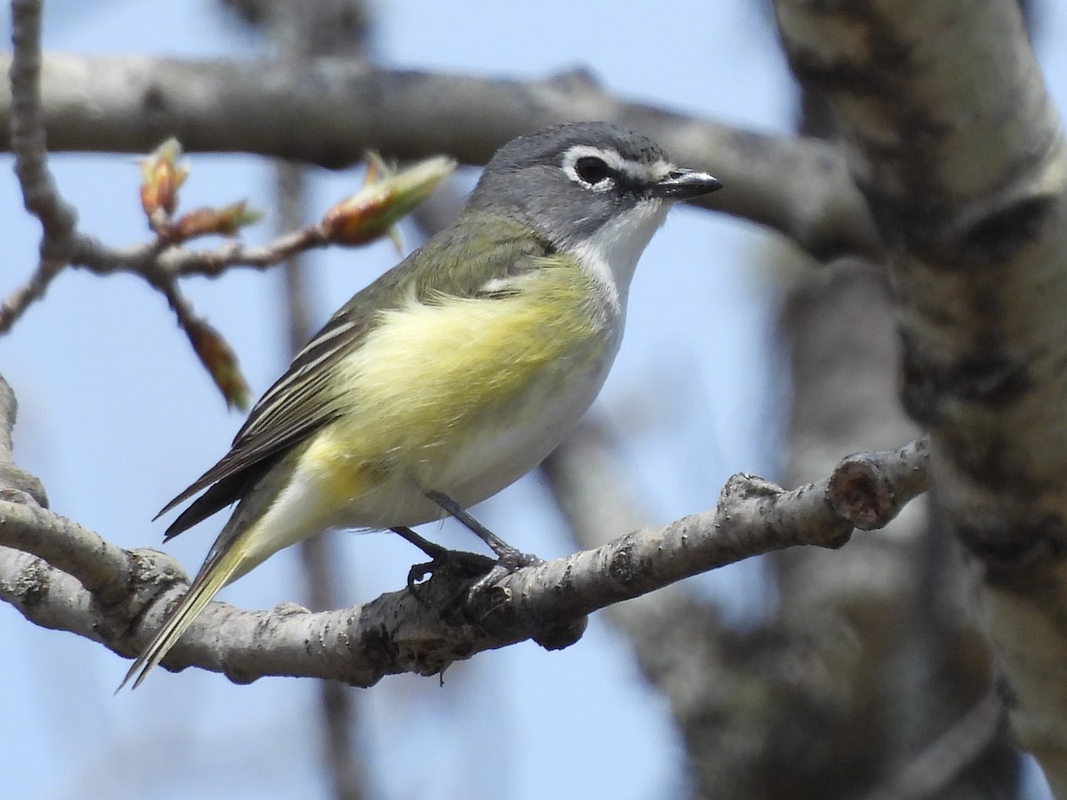 Blue-headed Vireo - Manon Côté