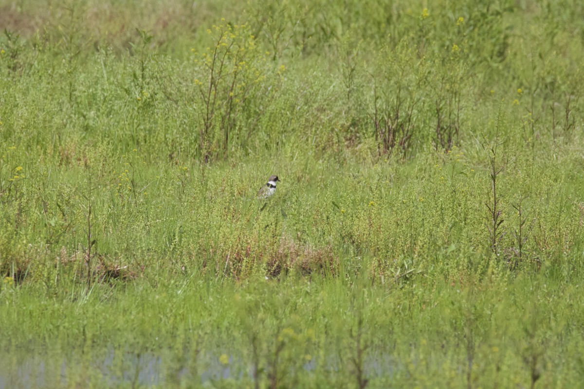 Semipalmated Plover - ML619191106