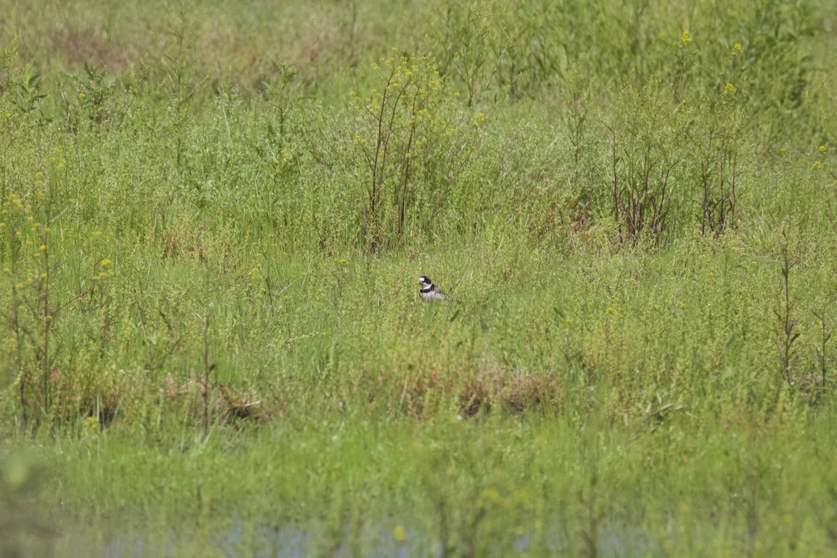 Semipalmated Plover - ML619191110