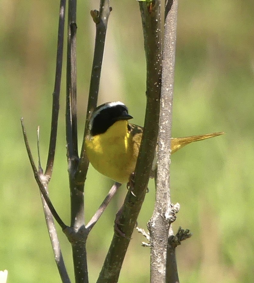 Common Yellowthroat - ML619191122