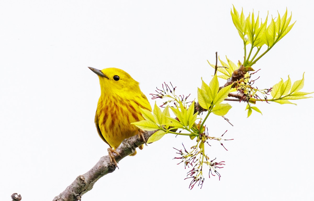 Yellow Warbler - Michel Laquerre