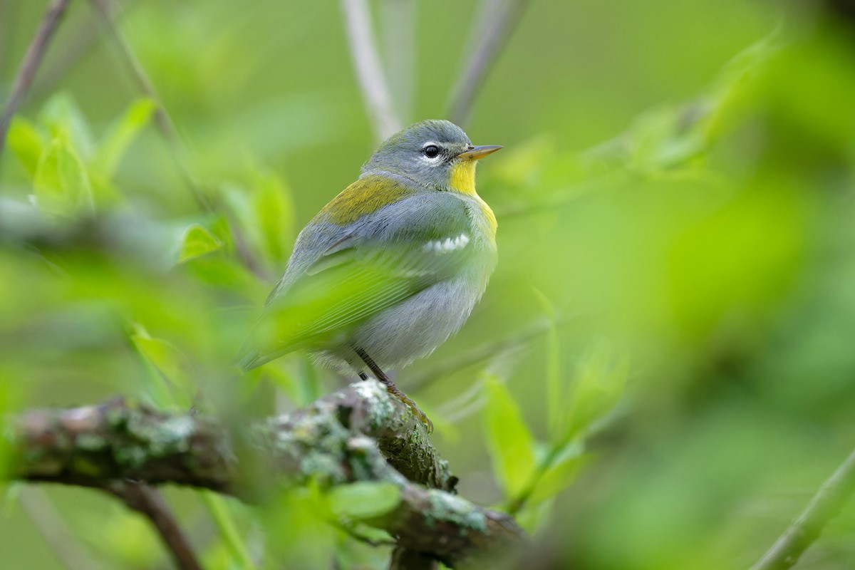 Northern Parula - Jan  Kool