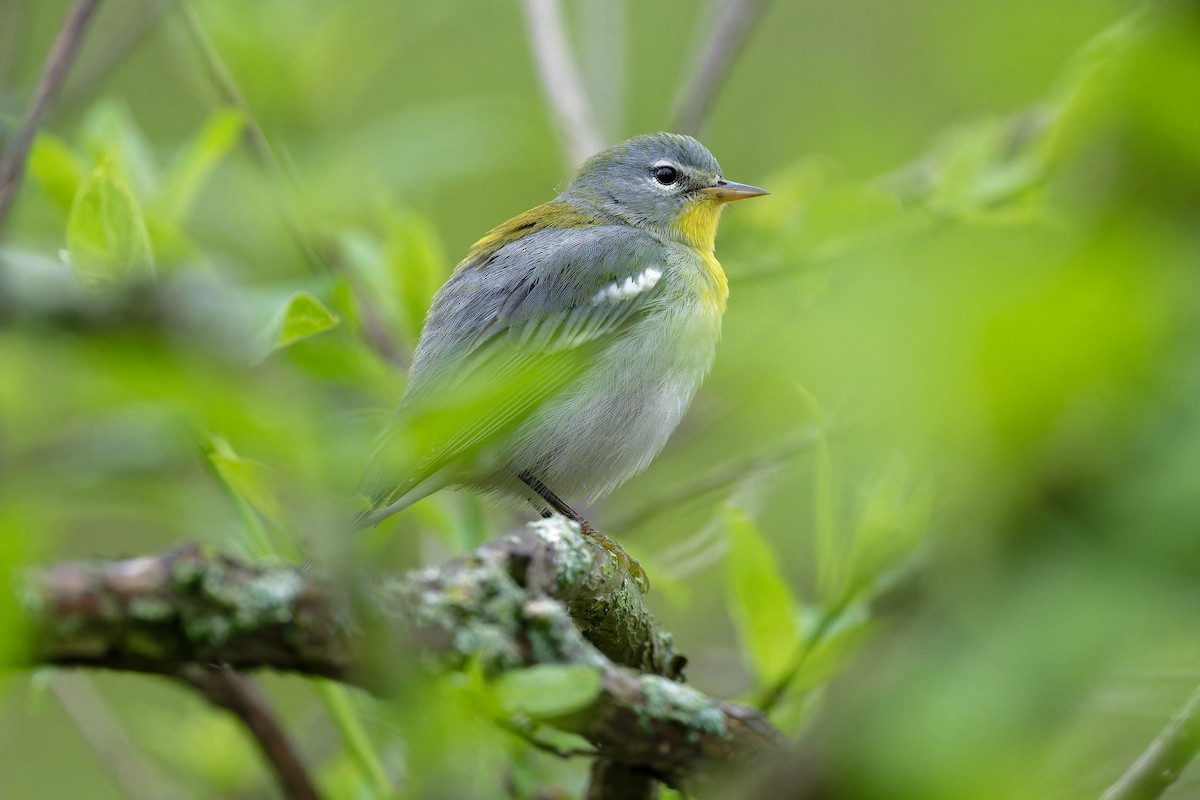 Northern Parula - Jan  Kool