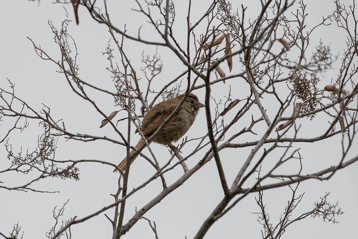 Rufous-crowned Sparrow - Bruce Barnhart