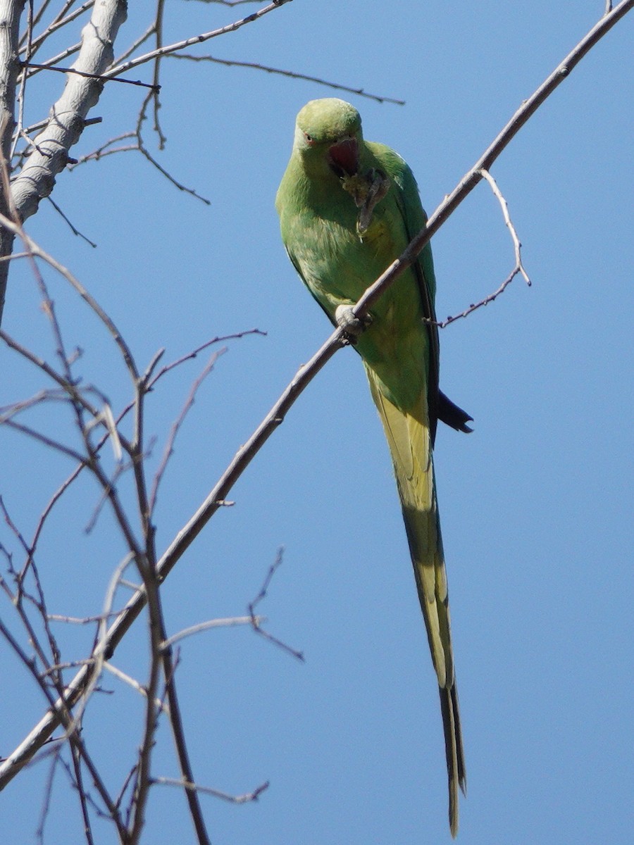 Rose-ringed Parakeet - Jeff Birek