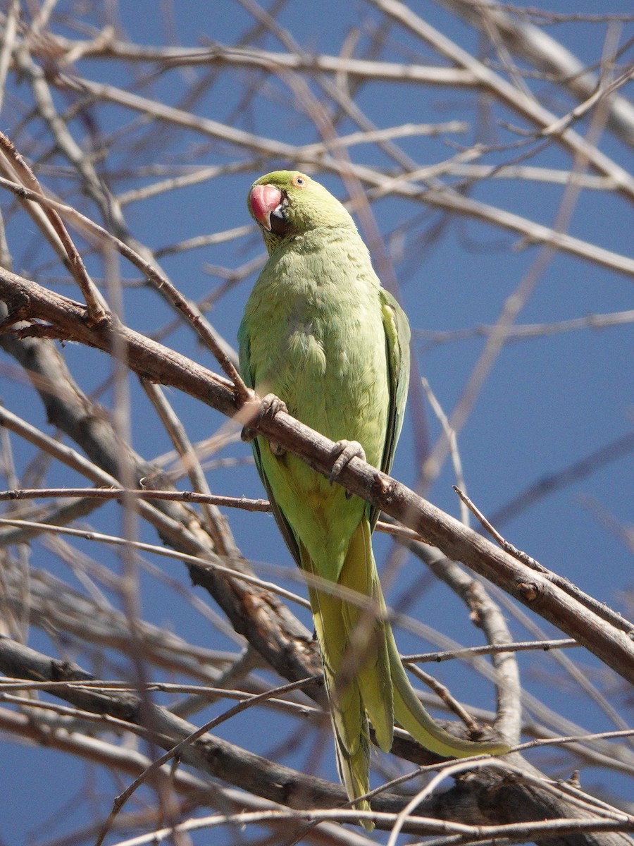 Rose-ringed Parakeet - ML619191164