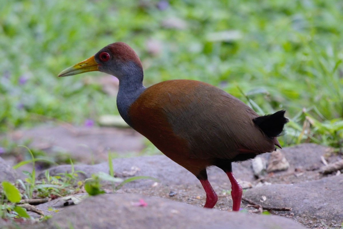 Russet-naped Wood-Rail - Alexandra Barath