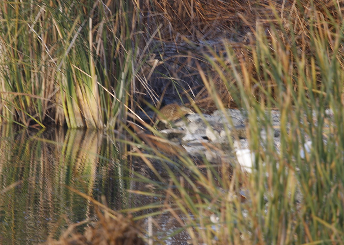 American Bittern - William Clark