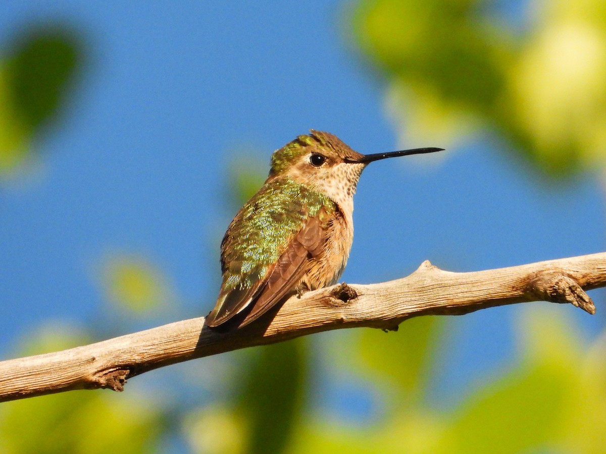 Broad-tailed Hummingbird - Chipper Phillips