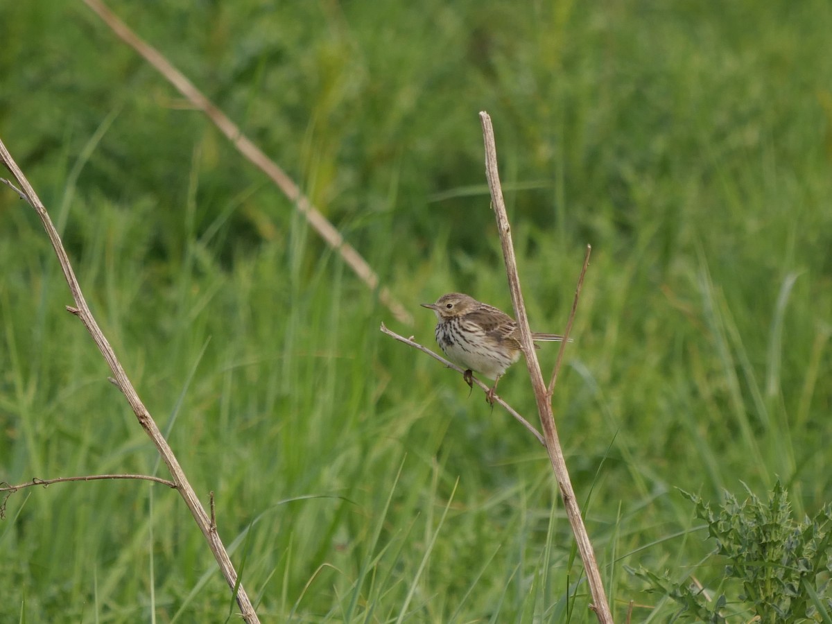 Meadow Pipit - ML619191181