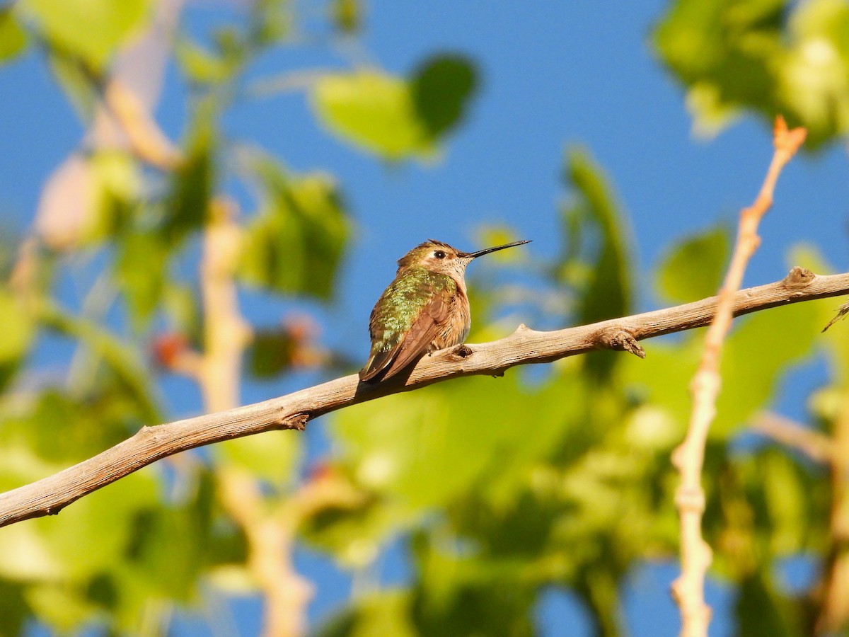Broad-tailed Hummingbird - Chipper Phillips