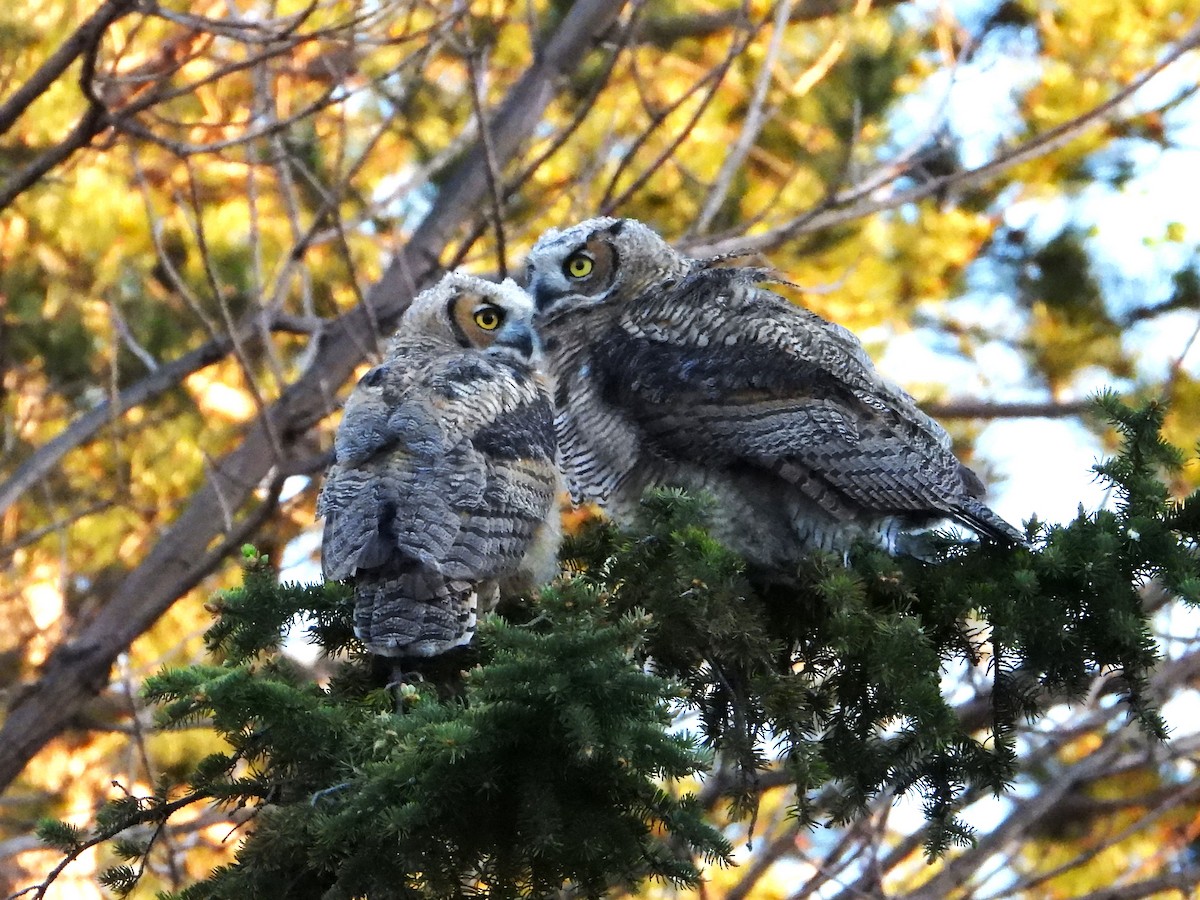 Great Horned Owl - Chipper Phillips