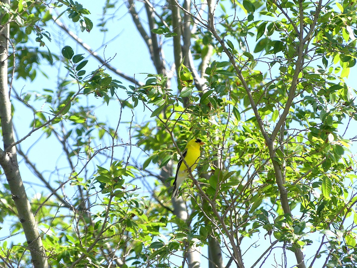 American Goldfinch - Phil St. Romain