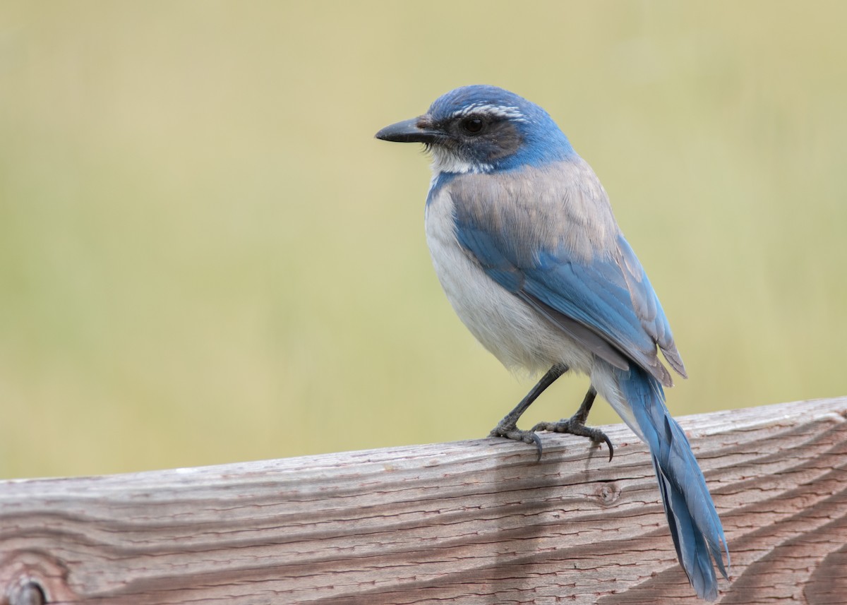 California Scrub-Jay - Gabe LaCount