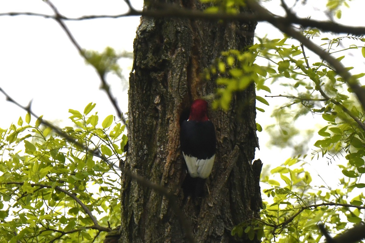 Red-headed Woodpecker - Kazumi Ohira