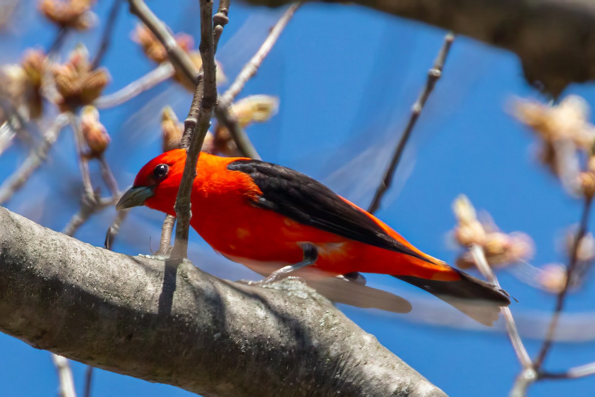 Scarlet Tanager - Janis Grant