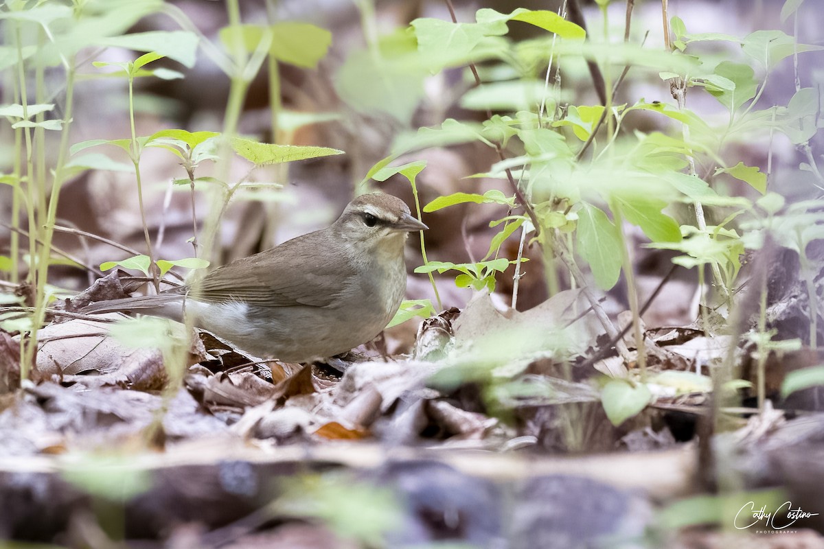 Swainson's Warbler - Cathy Costino