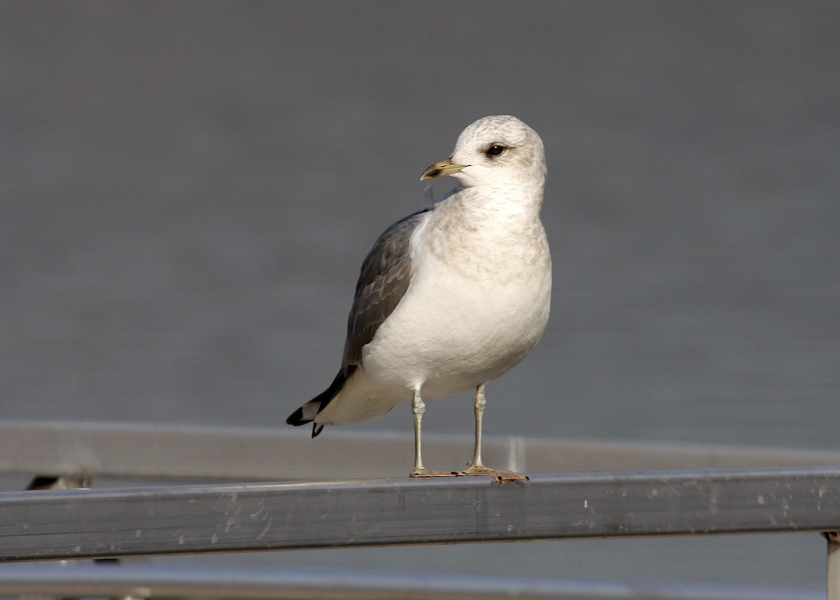 Ring-billed Gull - ML619191250