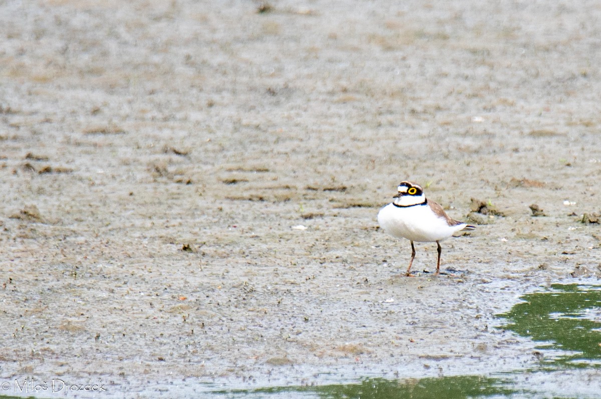 Little Ringed Plover - Miloš Drozdek