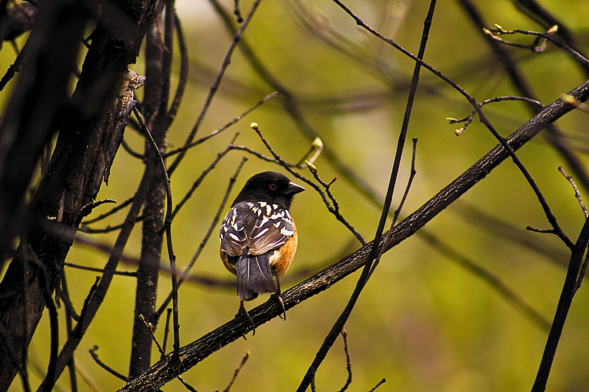 Spotted Towhee - Anonymous